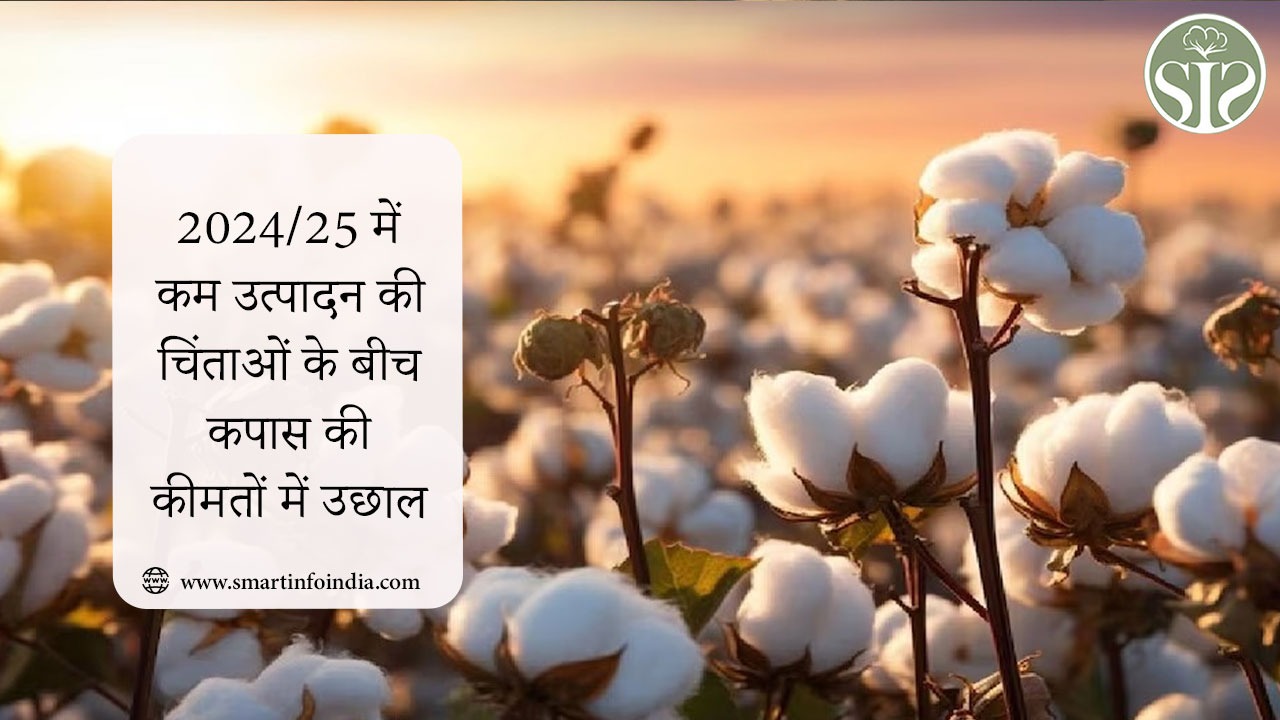 2024/25 में कम उत्पादन की चिंताओं के बीच कपास की कीमतों में उछाल