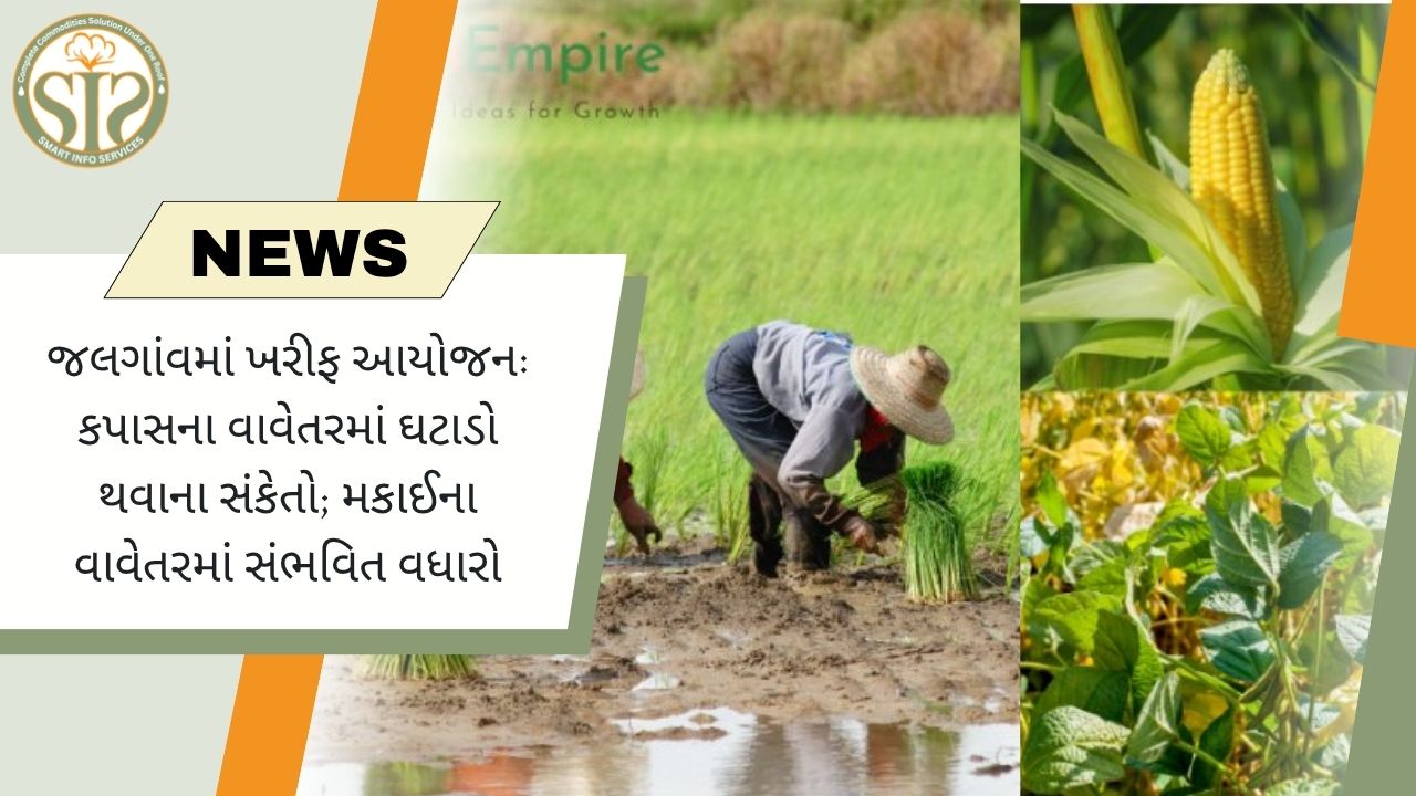 ખરીફ યોજના: કપાસમાં ઘટાડો, મકાઈમાં વધારો