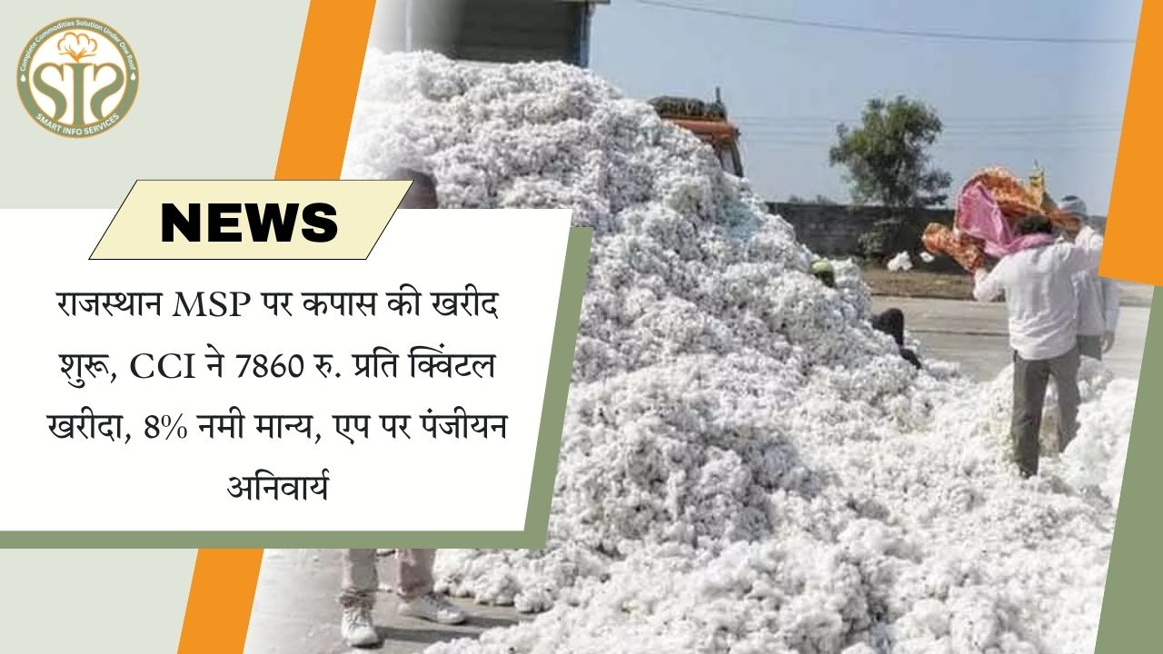 राजस्थान में CCI ने कपास खरीद शुरू, MSP ₹7860 क्विंटल