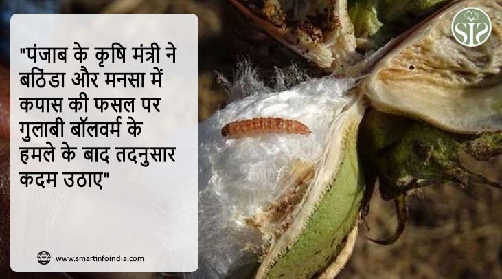 "पंजाब के कृषि मंत्री ने बठिंडा और मनसा में कपास की फसल पर गुलाबी बॉलवर्म के हमले के बाद तदनुसार कदम उठाए"