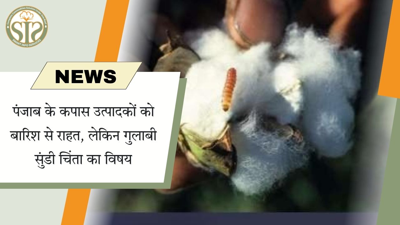 पंजाब में बारिश से राहत, सुंडी का खतरा बरकरार