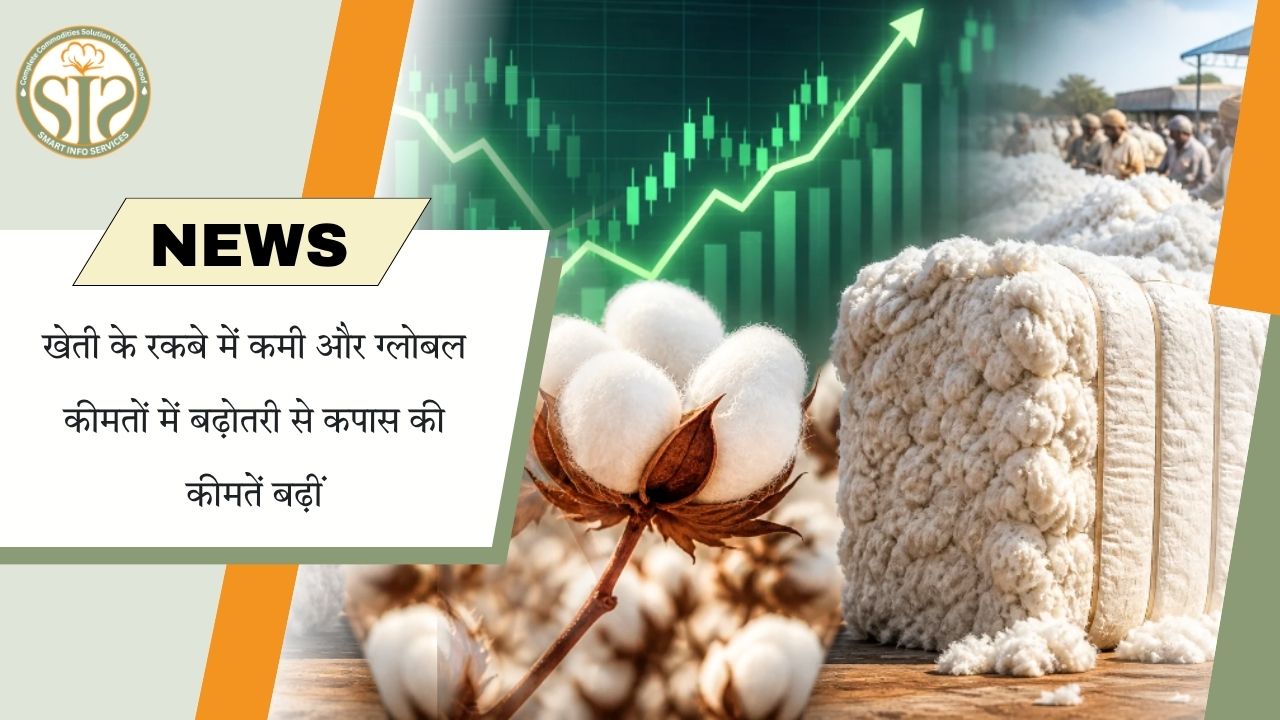 कम बुवाई और वैश्विक कीमतों में तेजी से कपास के दाम मजबूत
