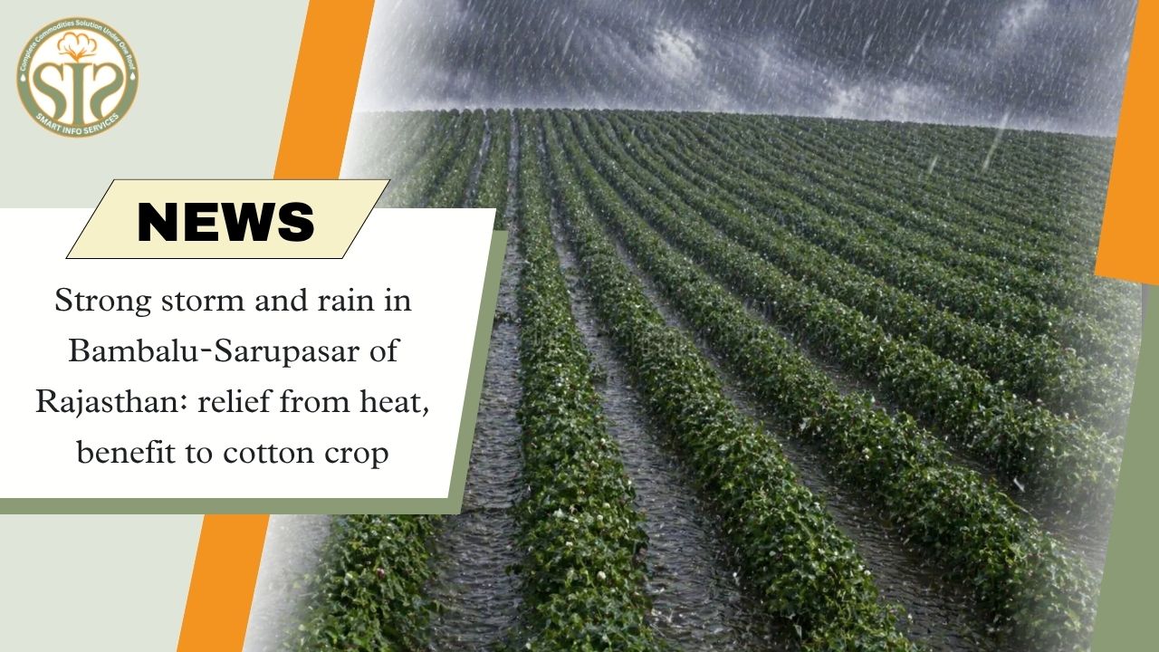 Rajasthan: Change in Weather Benefits Cotton Crop
