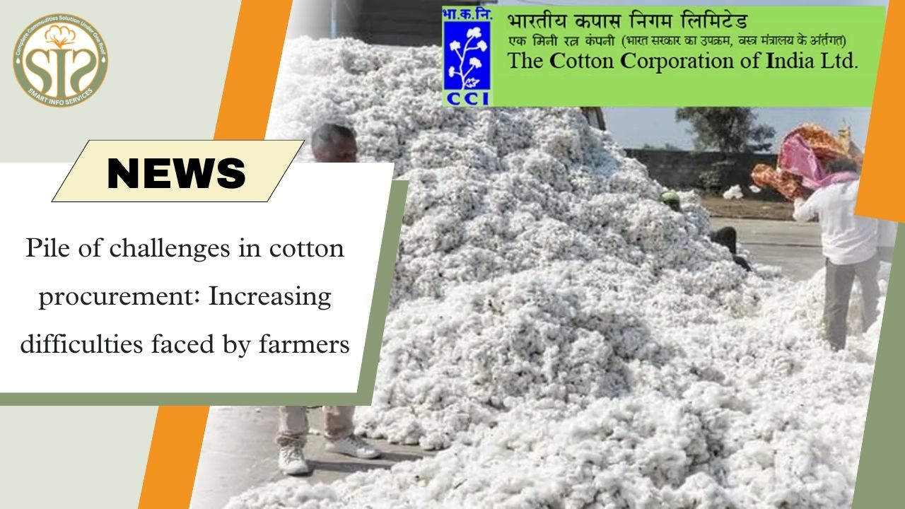 Crisis in cotton procurement: Increasing difficulties faced by farmers