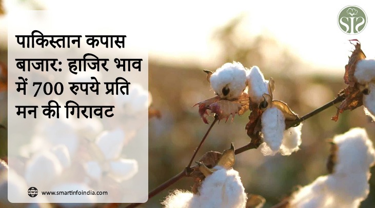 पाकिस्तान कपास बाजार: हाजिर भाव में 700 रुपये प्रति मन की गिरावट