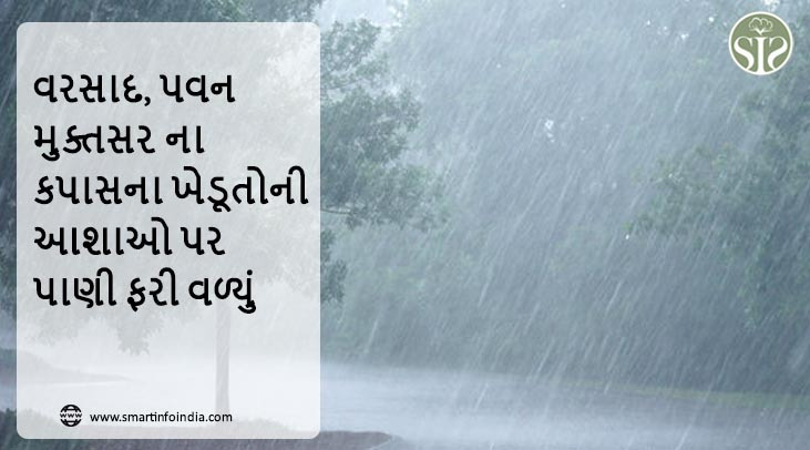 વરસાદ, પવન મુક્તસર ના કપાસના ખેડૂતોની આશાઓ પર પાણી ફરી વળ્યું