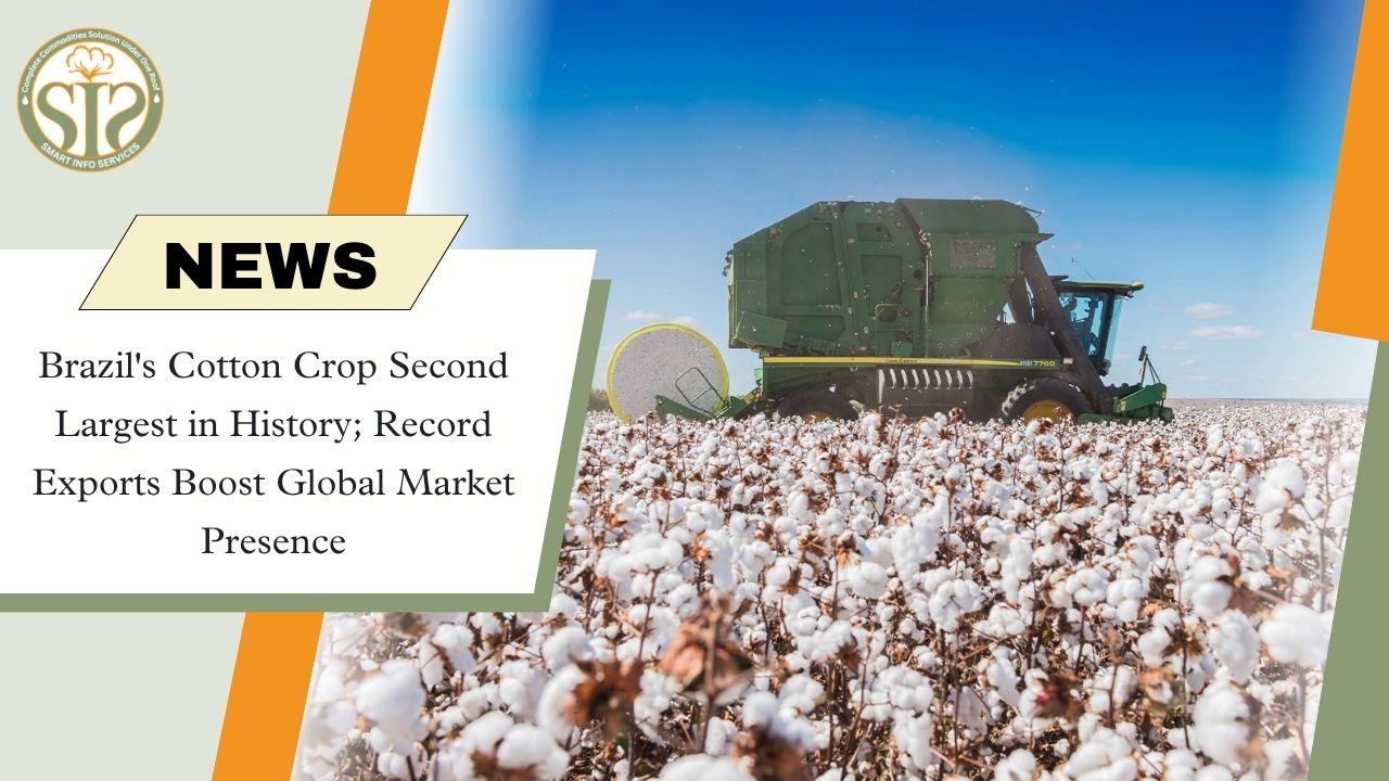 Brazil's Cotton Exports Surge