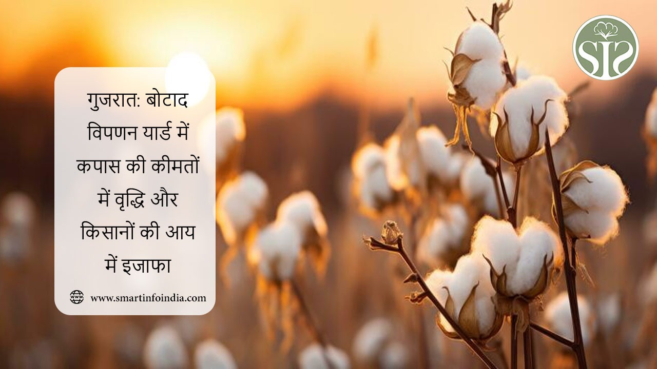 गुजरात: बोटाद विपणन यार्ड में कपास की कीमतों में वृद्धि और किसानों की आय में इजाफा
