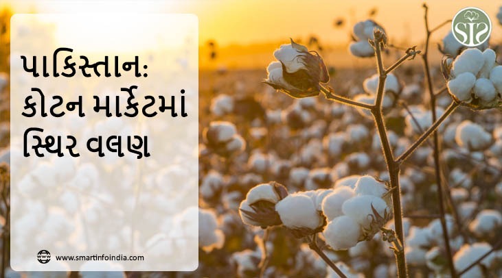 પાકિસ્તાન: કોટન માર્કેટમાં સ્થિર વલણ