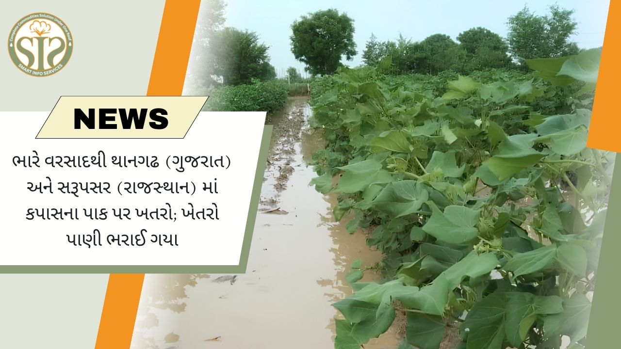 ગુજરાત અને રાજસ્થાનમાં ભારે વરસાદથી કપાસના પાક પર ખતરો, ખેતરોમાં પાણી ભરાયા