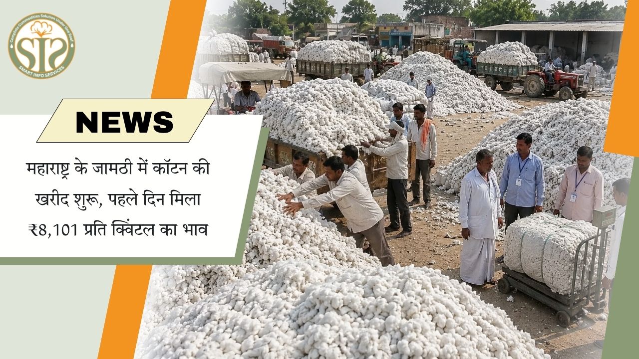 महाराष्ट्र के जामठी में कपास खरीदी शुरू, पहले दिन ₹8,101 प्रति क्विंटल भाव