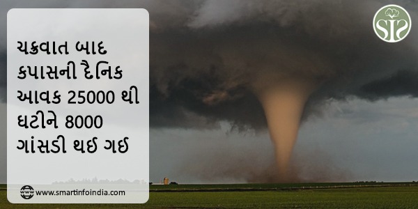 ચક્રવાત બાદ કપાસની દૈનિક આવક 25000 થી ઘટીને 8000 ગાંસડી થઈ છે.