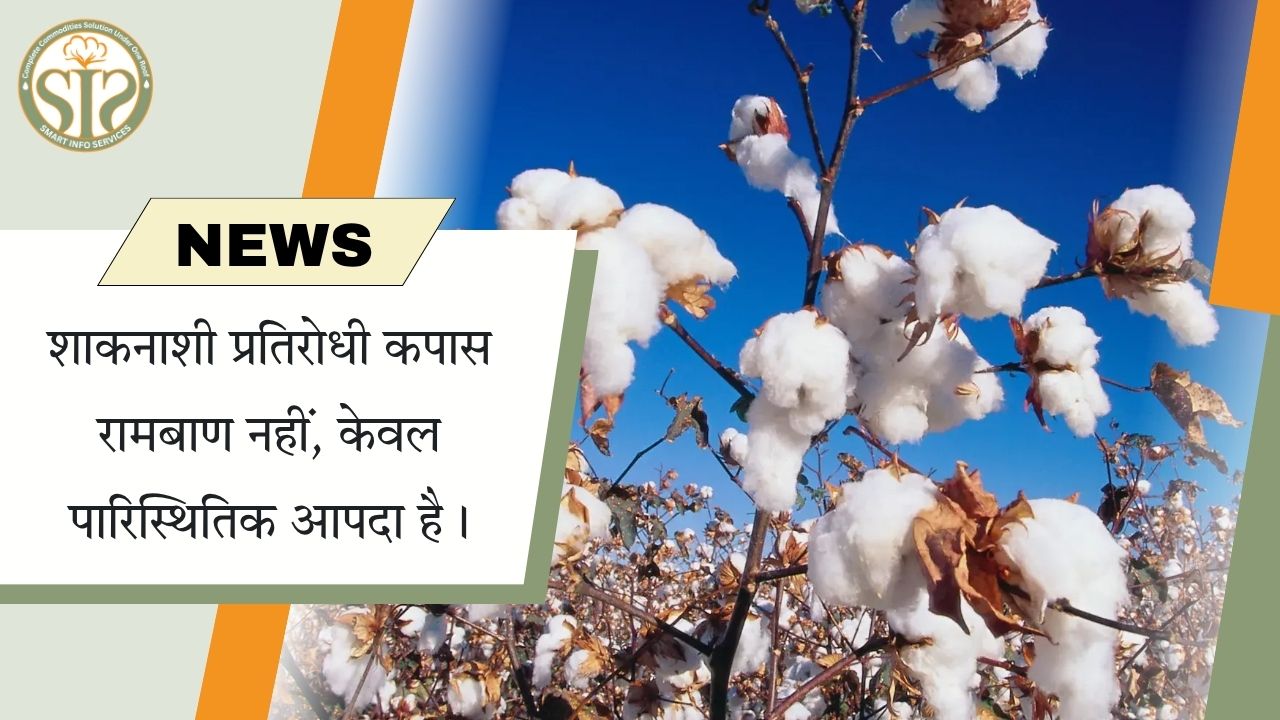 शाकनाशी प्रतिरोधी कपास: रामबाण नहीं, पर्यावरणीय संकट