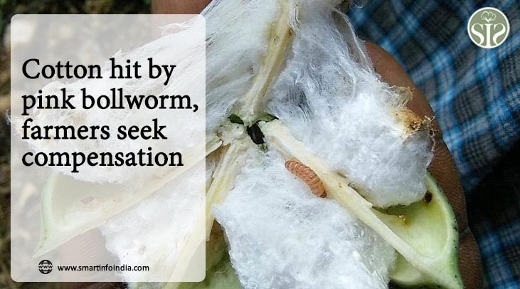 Cotton hit by pink bollworm, farmers seek compensation