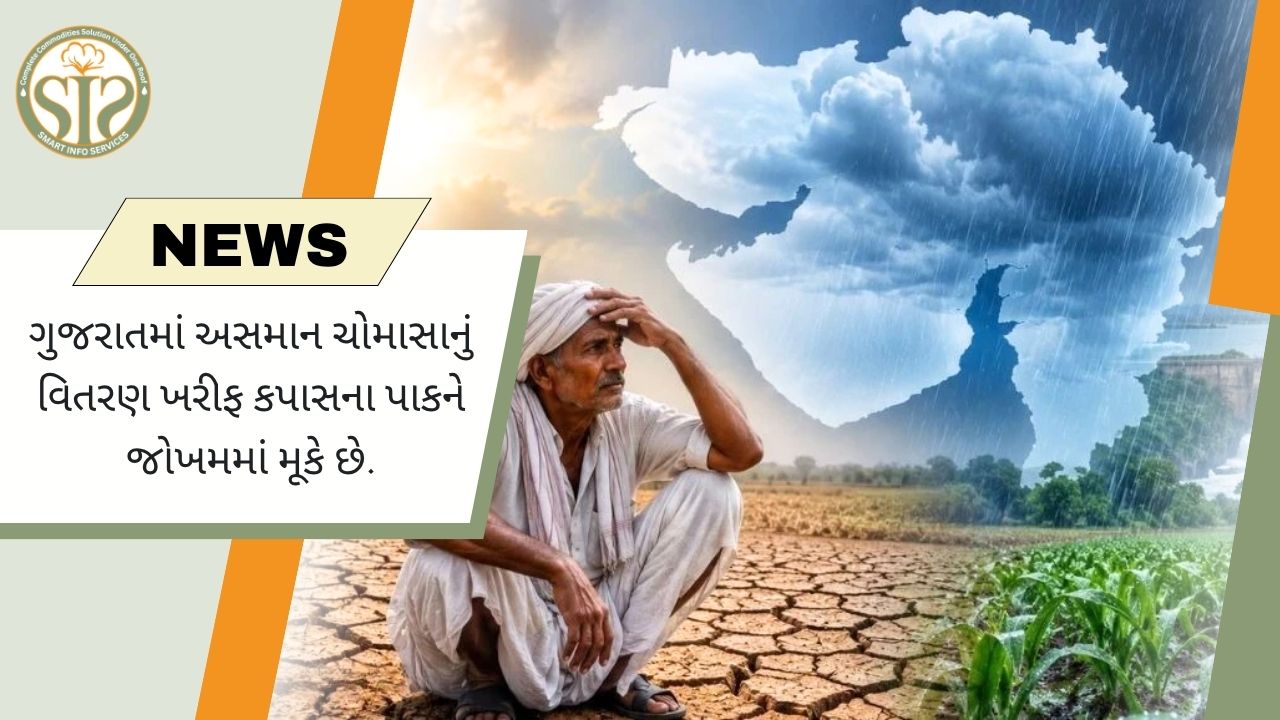 ગુજરાતમાં વરસાદની અછતથી કપાસ પર સંકટ