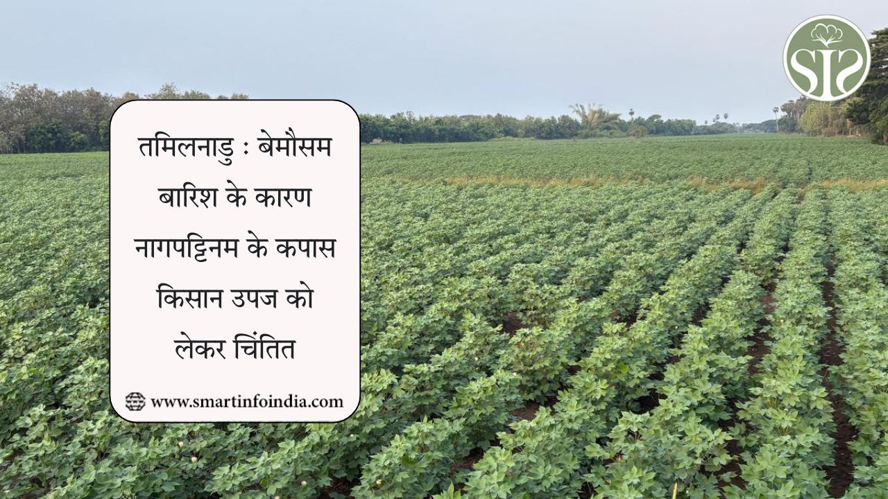 तमिलनाडु : बेमौसम बारिश के कारण नागपट्टिनम के कपास किसान उपज को लेकर चिंतित