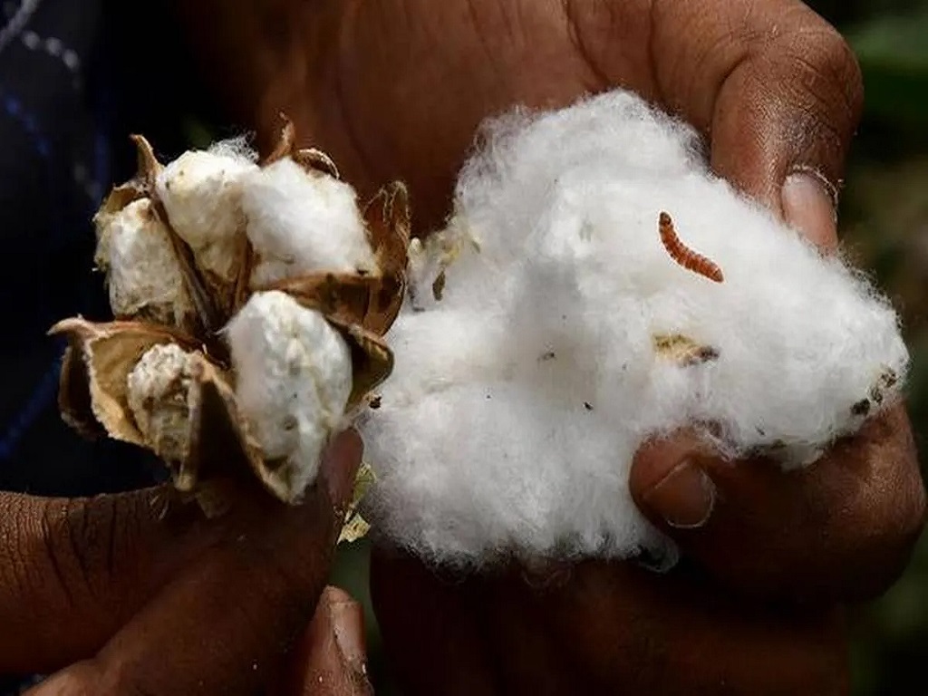 Channi announces every cotton cultivator will be duly compensated for loss due to pink bollworm attack