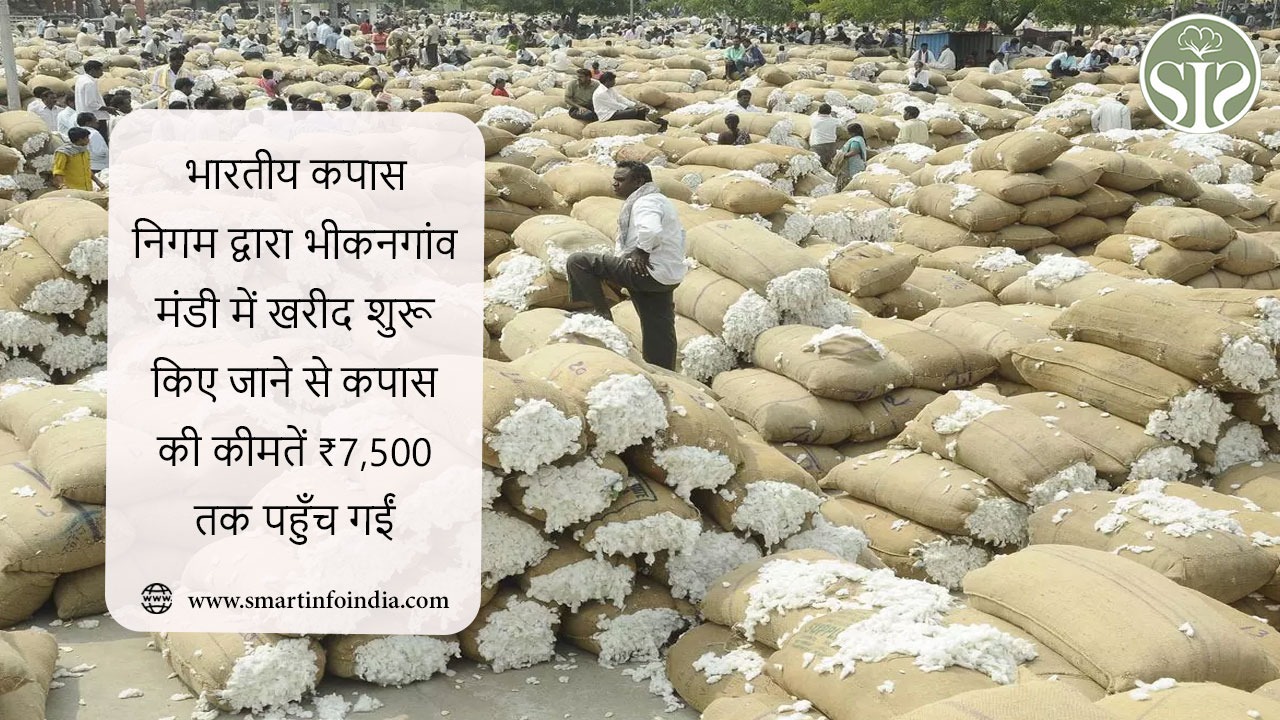 भारतीय कपास निगम द्वारा भीकनगांव मंडी में खरीद शुरू किए जाने से कपास की कीमतें ₹7,500 तक पहुँच गईं