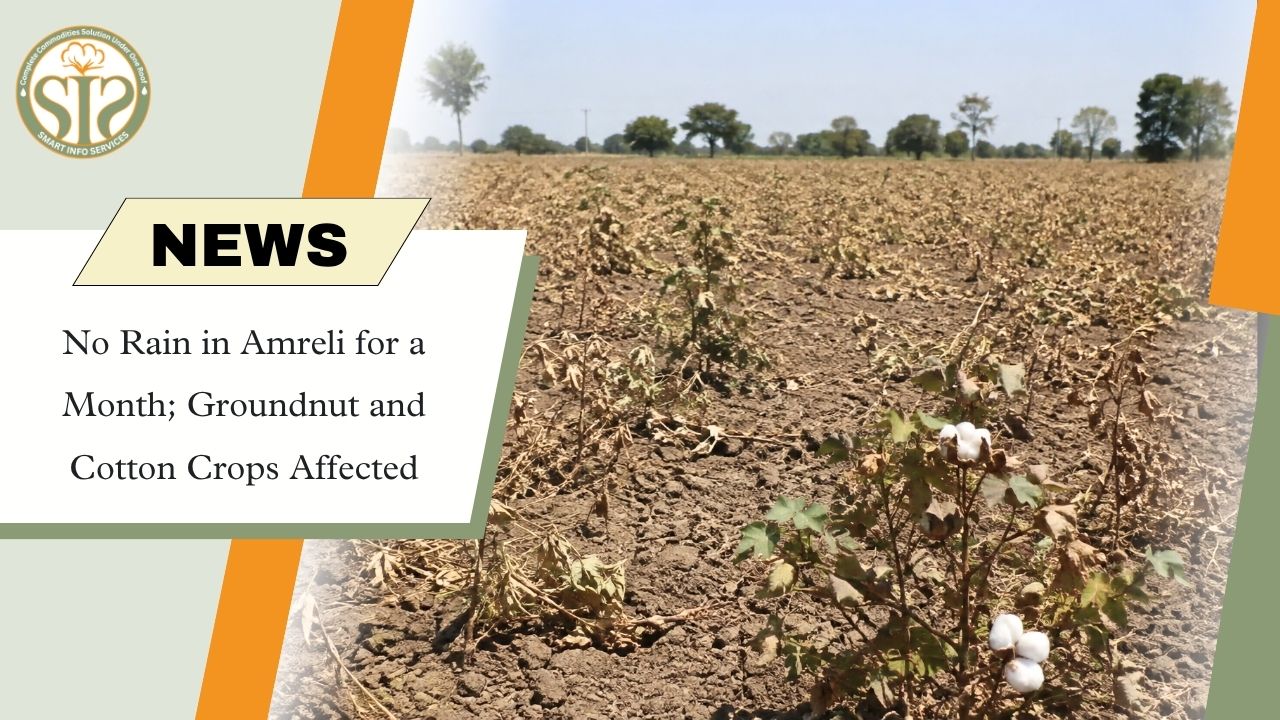Amreli Faces Rain Deficit