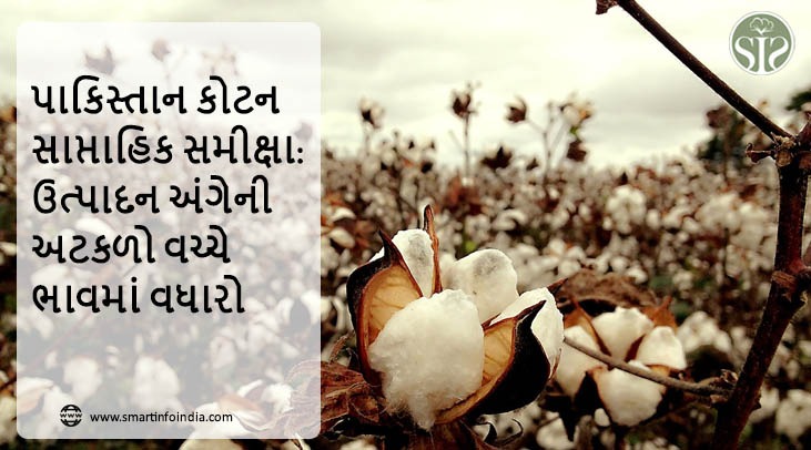 પાકિસ્તાન કોટન સાપ્તાહિક સમીક્ષા: ઉત્પાદન અંગેની અટકળો વચ્ચે ભાવમાં વધારો