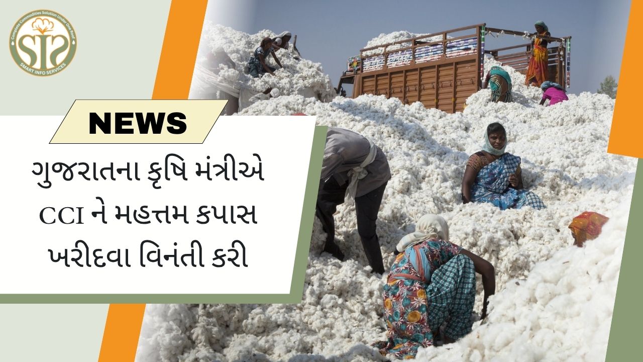 ગુજરાતના કૃષિ મંત્રીએ CCI ને વધુ કપાસ ખરીદવાની માંગ કરી