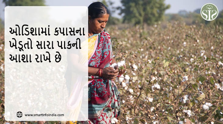 ઓડિશામાં કપાસના ખેડૂતો સારા પાકની આશા રાખે છે