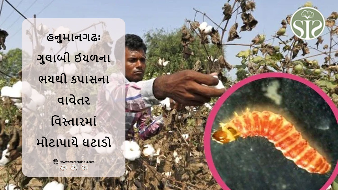 હનુમાનગઢઃ ગુલાબી બોલવોર્મના ભયને કારણે કપાસના વાવેતર વિસ્તારમાં મોટો ઘટાડો.