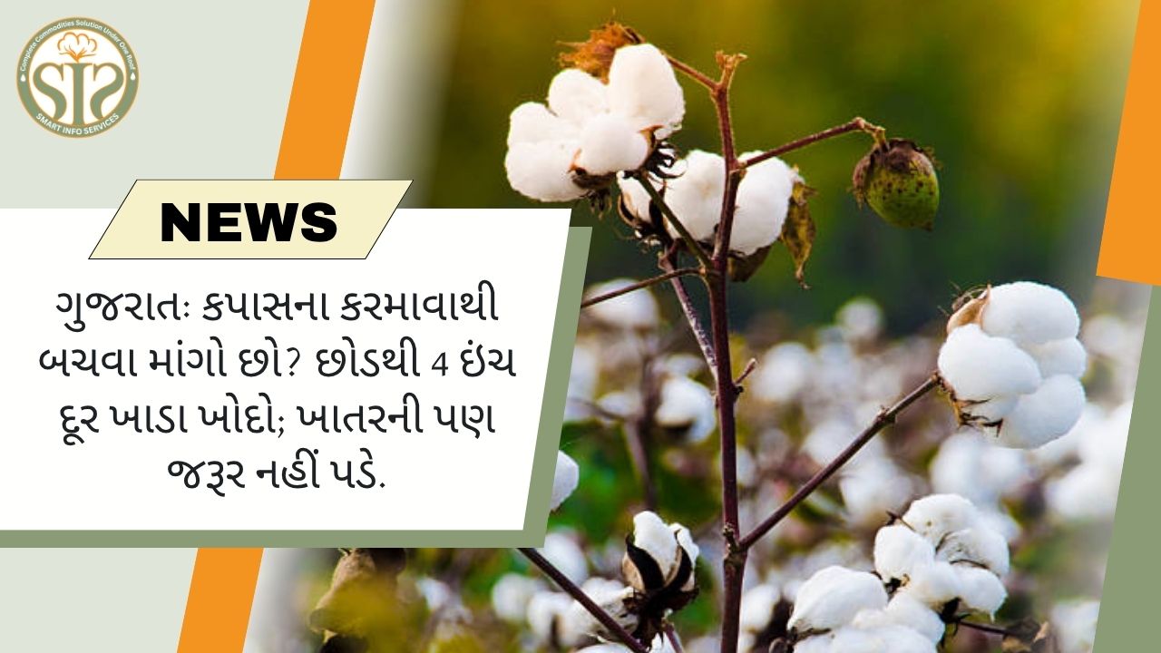 ગુજરાત: કપાસ બચાવવાનો એક સરળ રસ્તો