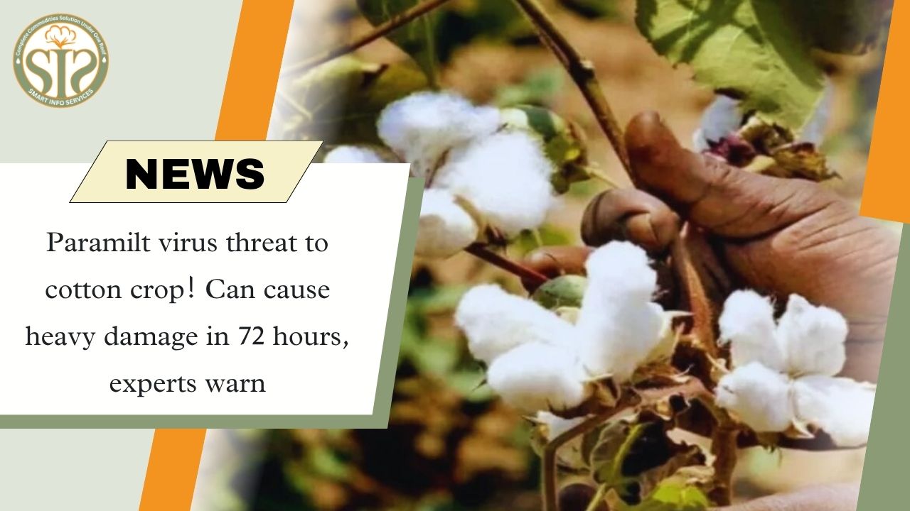 Paramilt virus threat on cotton crop