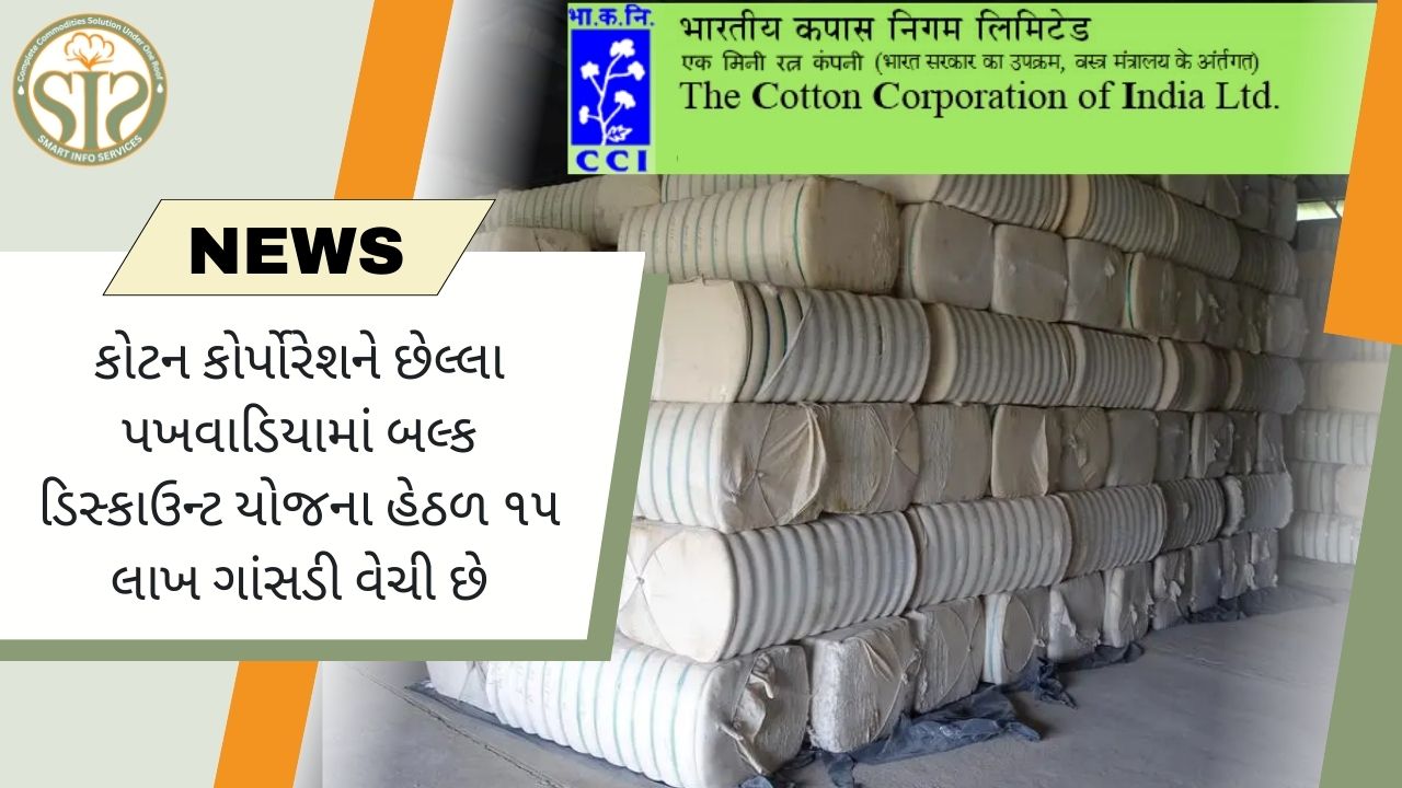 ૧ કપાસનો મોટો સોદો: ૧૫ લાખ ગાંસડીઓ ખસેડવામાં આવી