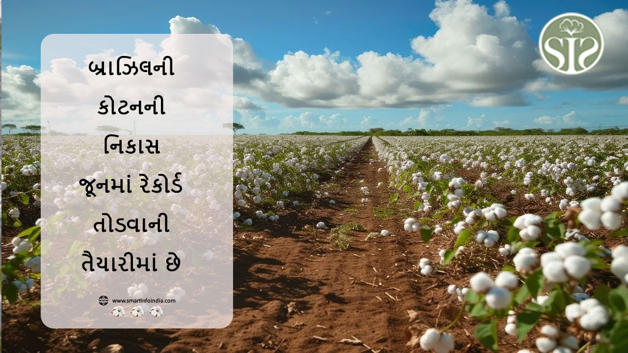 જૂનમાં બ્રાઝિલની કપાસની નિકાસનો રેકોર્ડ તોડ્યો છે