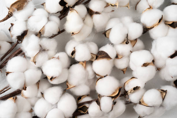 Cotton output expected to climb amid high global demand for textiles
