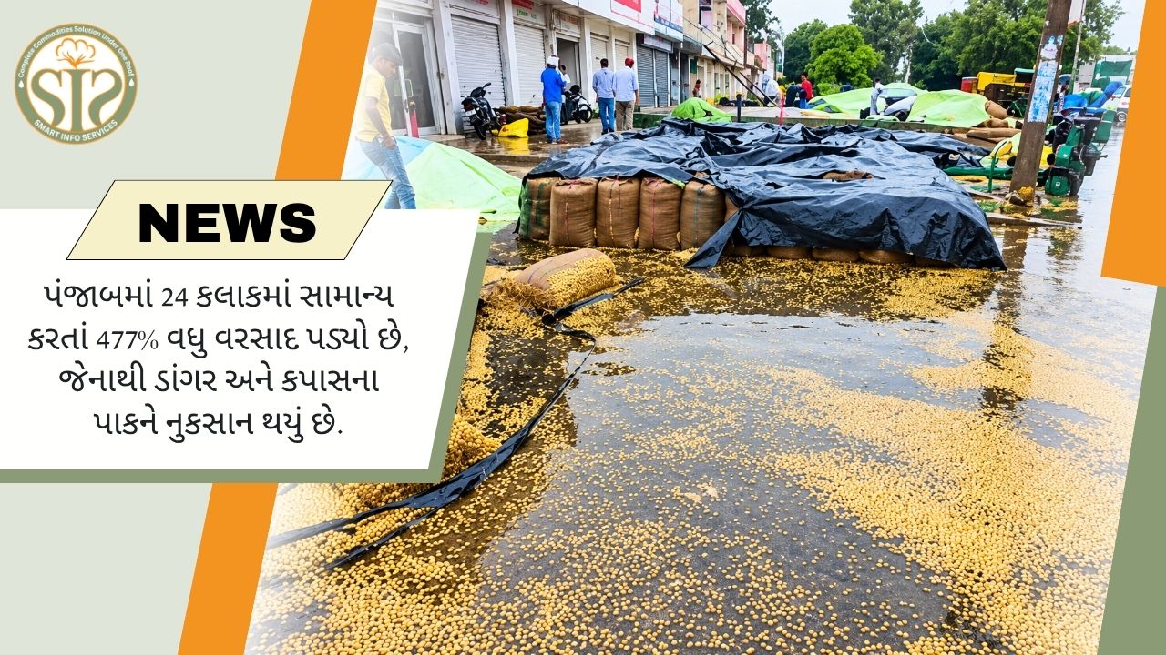પંજાબમાં વરસાદથી ડાંગર-કપાસને નુકસાન