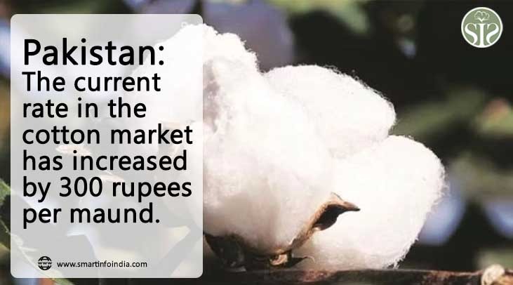 Pakistan: The spot price in the cotton market increased by Rs 300 per head.