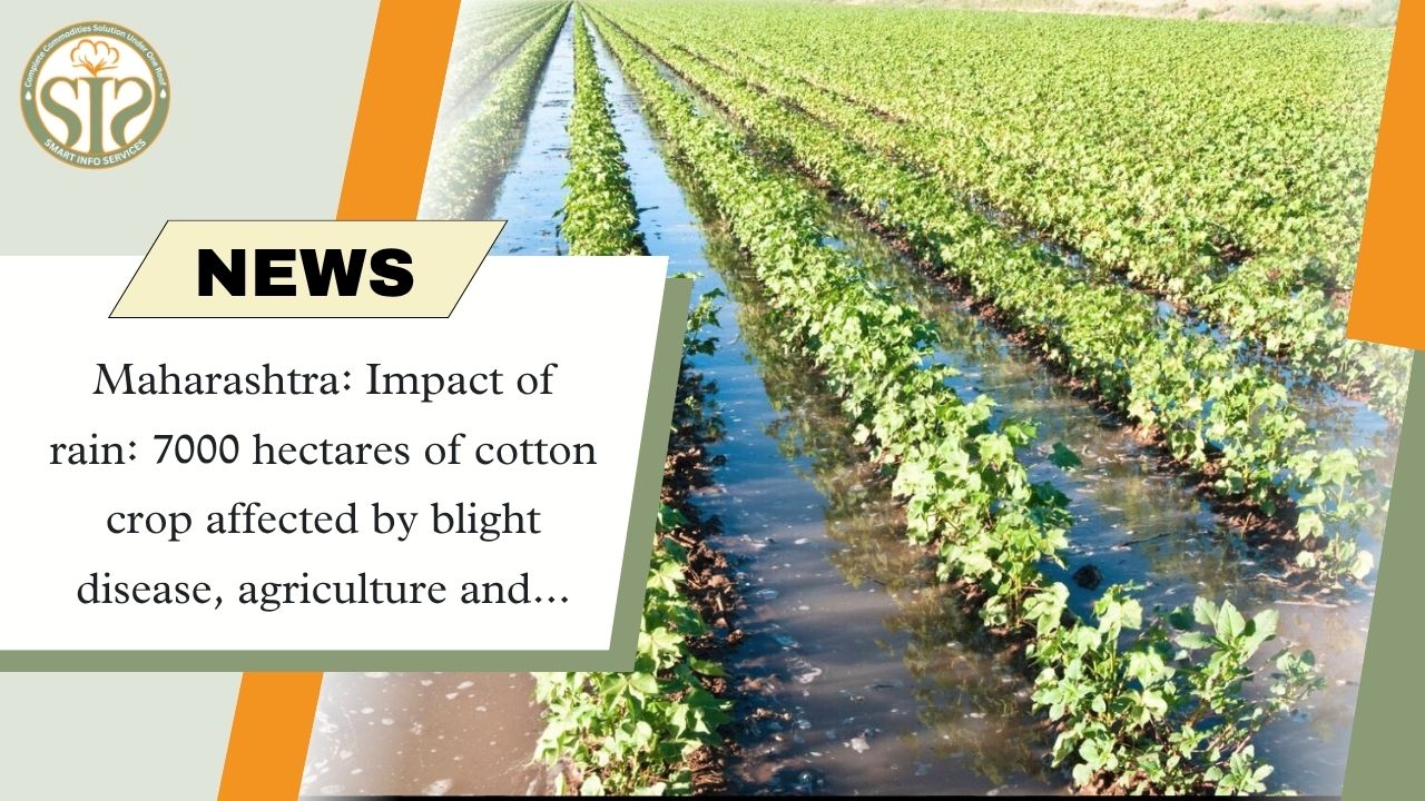 Maharashtra: 7000 hectares of cotton crop affected by blight due to rain