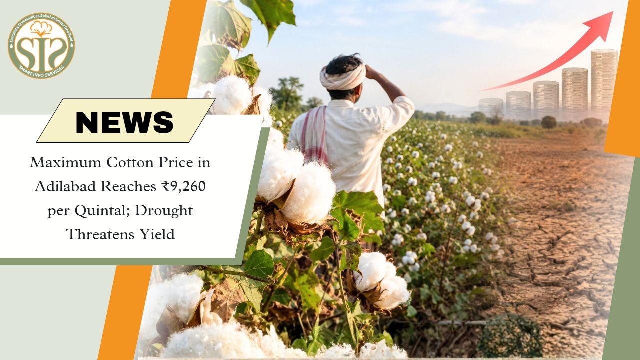 Adilabad Cotton Prices Hit ₹9,260 per Quintal Amid Drought Concerns