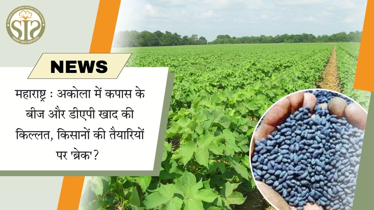 महाराष्ट्र : अकोला में कपास के बीज और डीएपी खाद की किल्लत, किसानों की तैयारियों पर 'ब्रेक'?
