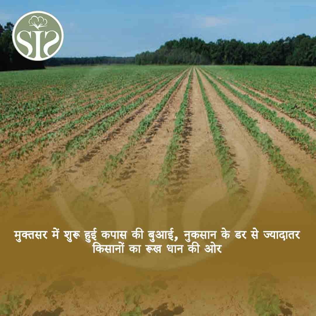 Cotton sowing started in Muktsar, fearing loss, most of the farmers turn towards paddy