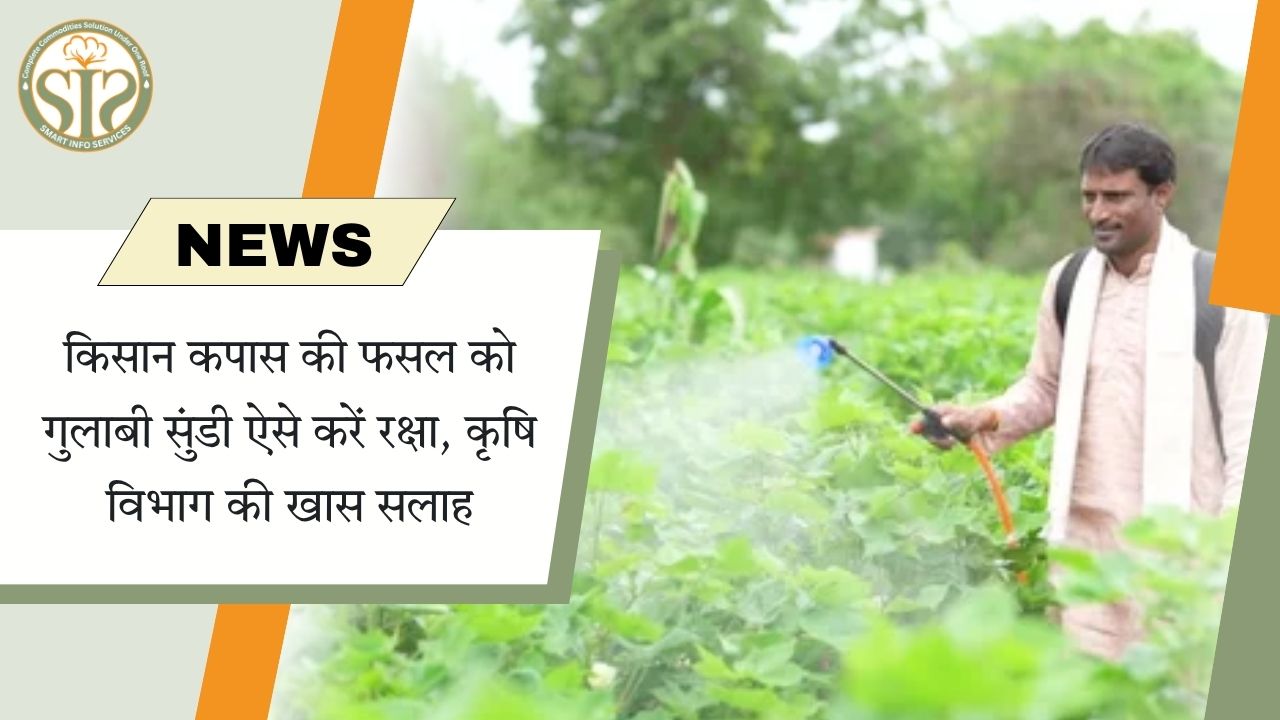 कपास में गुलाबी सुंडी से बचाव: कृषि विभाग की मुख्य सलाह
