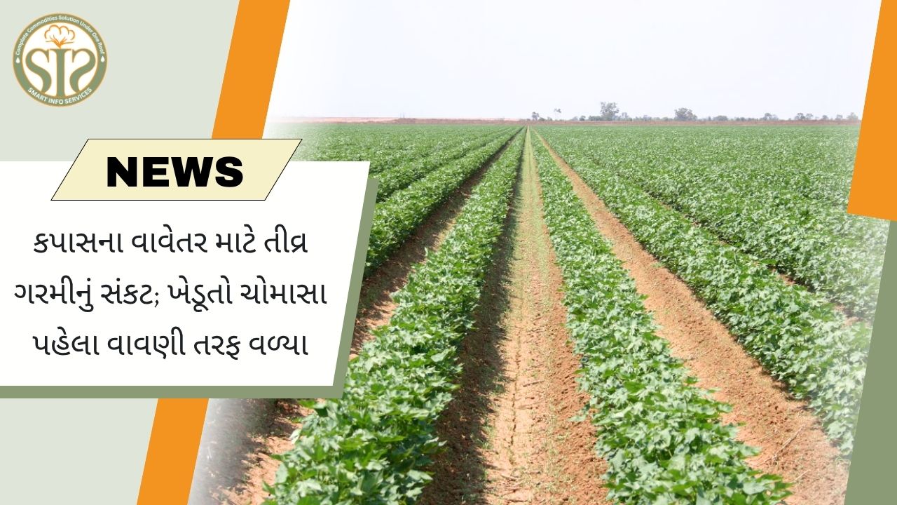 ભારે ગરમીને કારણે કપાસનું વાવેતર સંકટમાં; ચોમાસા પહેલાનું વાવેતર વધ્યું
