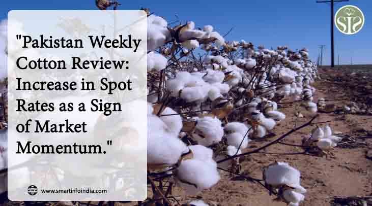 Pakistan Weekly Cotton Review: Rise in spot rate as the market trended bullish