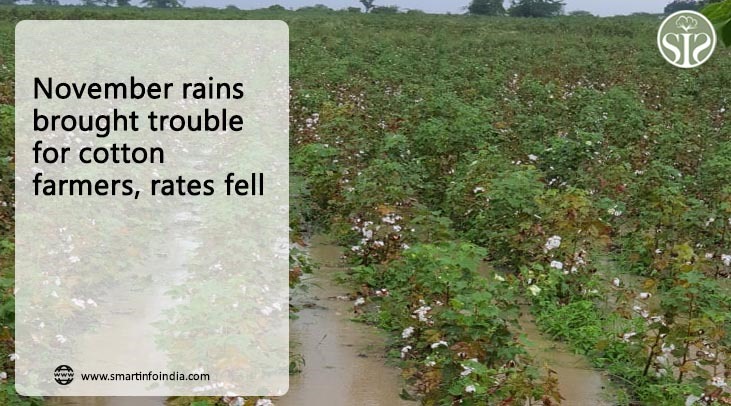 November rains brought trouble for cotton farmers, rates fell