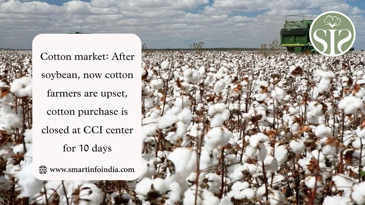 Cotton market: After soybean, now cotton farmers are upset, cotton purchase is closed at CCI center for 10 days