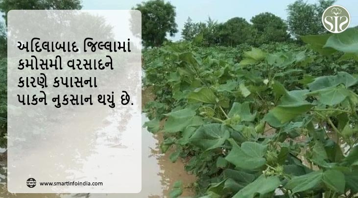 અદિલાબાદ જિલ્લામાં કમોસમી વરસાદને કારણે કપાસના પાકને નુકસાન થયું છે.
