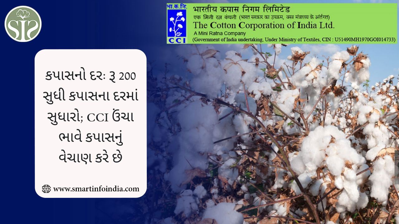 કપાસનો દર: રૂ 200 સુધી કપાસના દરમાં સુધારો; CCI ઉંચા ભાવે કપાસનું વેચાણ કરે છે