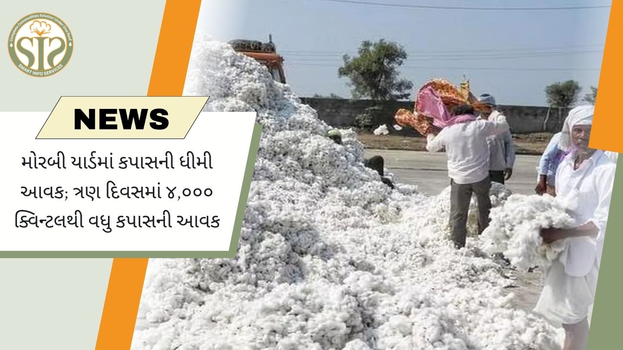 મોરબી યાર્ડમાં ત્રણ દિવસમાં 4,000 ક્વિન્ટલથી વધુ કપાસની આવક