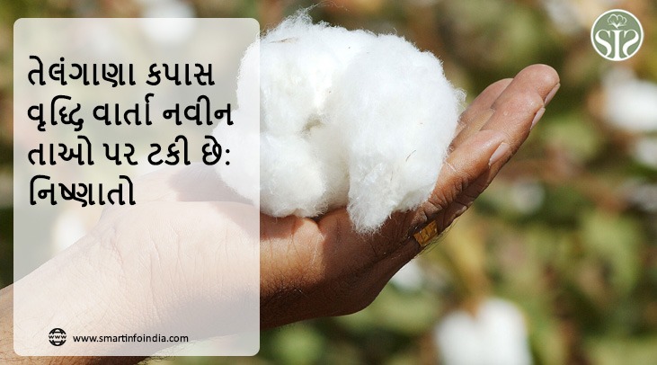 તેલંગાણા કપાસ વૃદ્ધિ વાર્તા નવીનતાઓ પર ટકી છે: નિષ્ણાતો