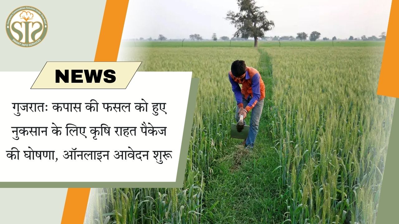 गुजरात: कपास फसल नुकसान पर राहत पैकेज, आवेदन शुरू