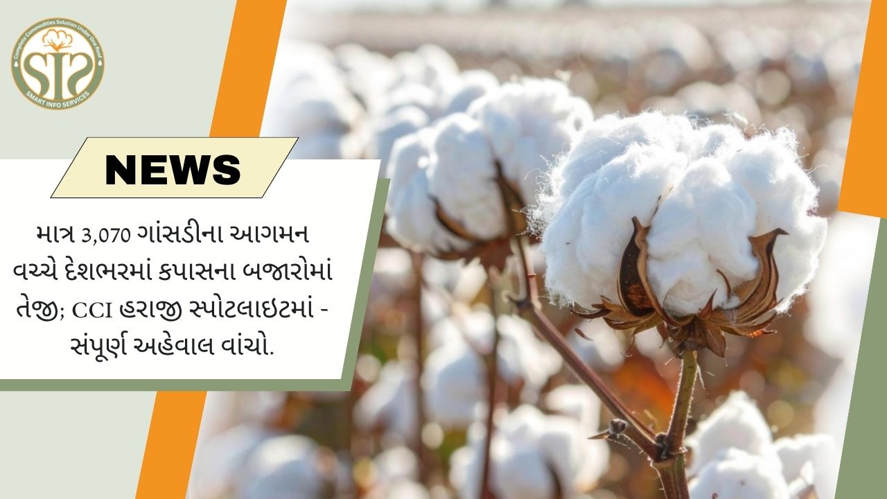 દેશભરમાં કપાસ બજારમાં તેજી