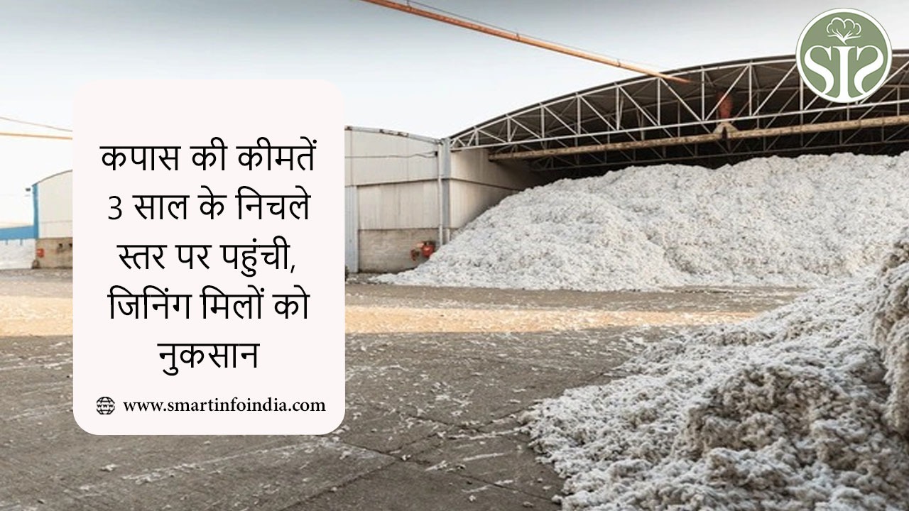 कपास की कीमतें 3 साल के निचले स्तर पर पहुंची, जिनिंग मिलों को नुकसान